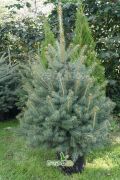 blau-fichte-stachelig-kaibab-ein-weihnachtsbaum-140-–-160-cm[1].jpg